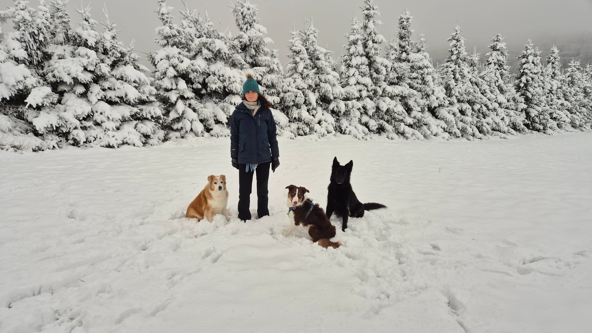 Dog in the snow with the mountains of Winterberg in the background