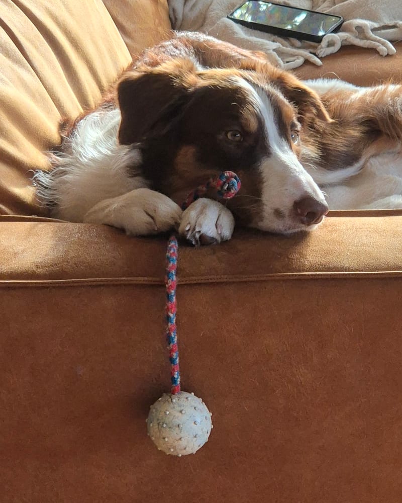 Dog relaxing during sitting with Hondenservice Winterberg