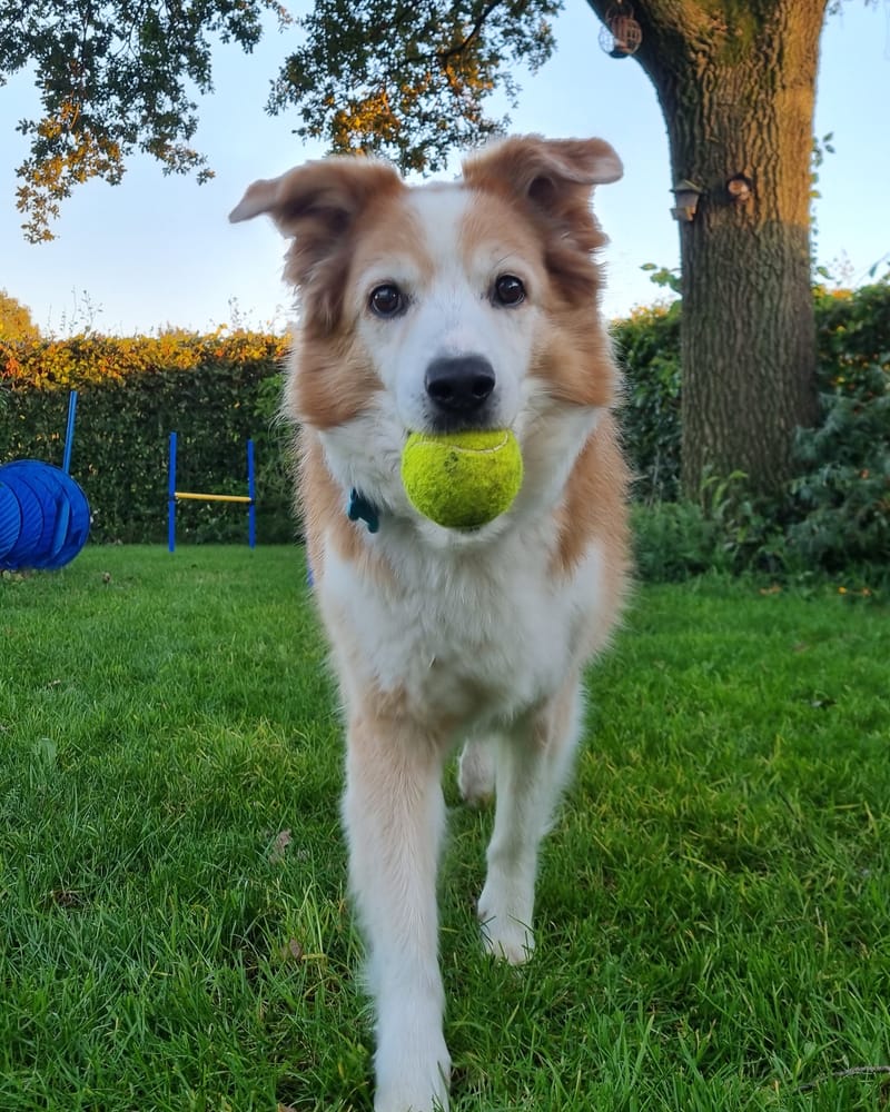 Dog training with Marlissa in the Winterberg area